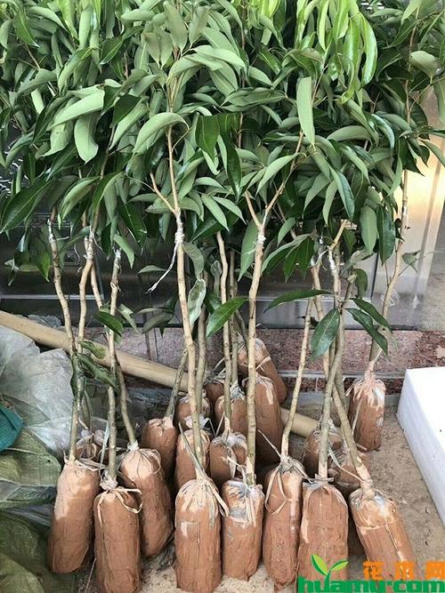 荔枝树苗培育种植方法-花木行情-中国花木网