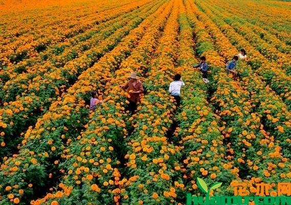 万寿菊种植时间-种植技术-中国花木网