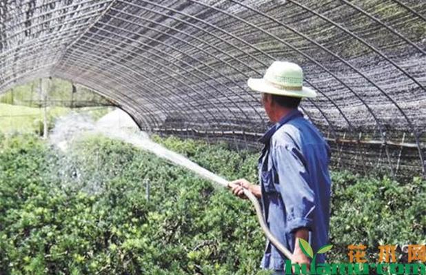 种植技术-中国花木网