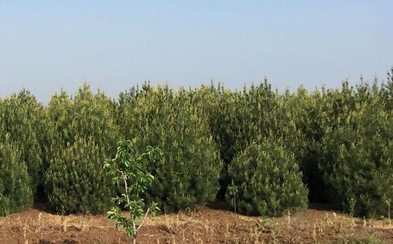 白皮松栽植注意事项-种植技术-中国花木网