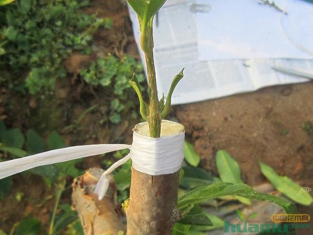 如何提高花木嫁接成活率-种植技术-中国花木网